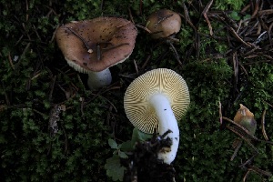  (Russula zelleri - iNat90113021)  @11 [ ] some rights reserved (CC BY-NC) (2021) gabrielamushroom Unspecified