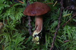  (Chalciporus - iNat90358564)  @11 [ ] all rights reserved (2021) Autumn Anglin Unspecified