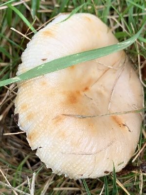  (Russula amoenolens IN01 - iNat90447833)  @11 [ ] all rights reserved (2021) pcpalmer3 Unspecified