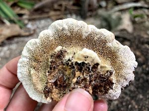  (Trametes polyzona - iNat91485389)  @11 [ ] all rights reserved (2021) Jane Haakonsson Unspecified