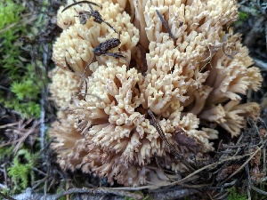  (Ramaria aff. viosimaculans - iNat91977498)  @11 [ ] all rights reserved (2019) Jenny Lippert Unspecified