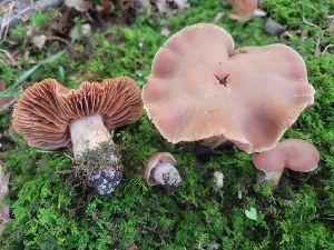  (Cortinarius duracinellus - iNat93400406)  @11 [ ] some rights reserved (CC BY-NC) (2021) John Plischke Unspecified