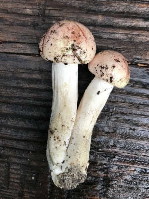  (Hygrophorus persicolor - iNat94662230)  @11 [ ] all rights reserved (2021) Mary McCallum Unspecified