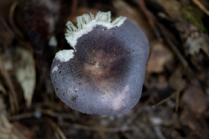  (Russula sp. IN74 - iNat96574091)  @11 [ ] some rights reserved (CC BY-NC) (2021) Kelcie Unspecified