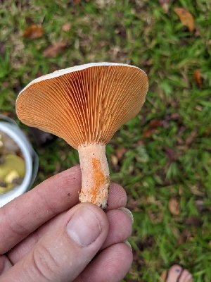  (Lactarius salmoneus - iNat97734705)  @11 [ ] all rights reserved (2021) cabracrazy Unspecified
