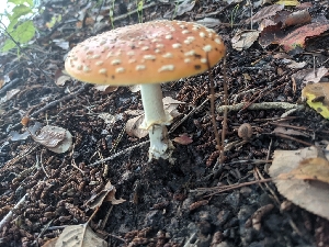  (Amanita persicina - iNat99043443)  @11 [ ] all rights reserved (2021) cabracrazy Unspecified
