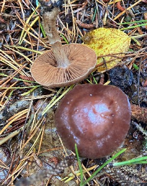  (Cortinarius athabascus - iNat99430968)  @11 [ ] some rights reserved (CC BY-NC) (2021) Ann Goddard Unspecified