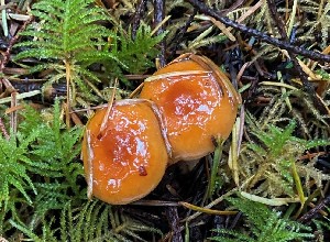  (Lactarius luculentus - iNat99462978)  @11 [ ] some rights reserved (CC BY-NC) (2021) Ann Goddard Unspecified