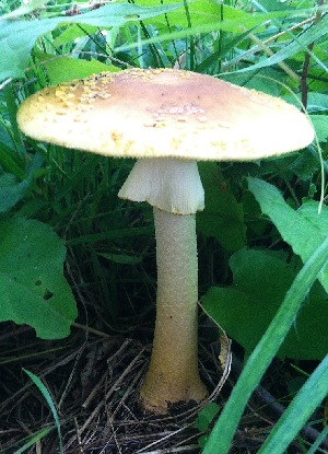  ( - BHI-F237a)  @11 [ ] by-nc (2015) Danny Haelewaters iNaturalist