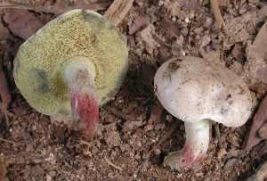  (Boletus inedulis - BOS-460)  @11 [ ] nrr (2020) Unspecified U.S. Forest Service, Center for Forest Mycology Research
