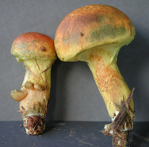  (Pulveroboletus - BOS-483)  @11 [ ] nrr (2020) Unspecified U.S. Forest Service, Center for Forest Mycology Research
