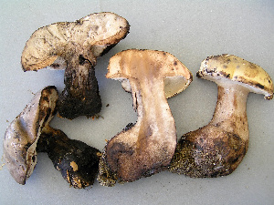  (Tylopilus atronicotianus - BOS-675)  @11 [ ] nrr (2020) Unspecified U.S. Forest Service, Center for Forest Mycology Research