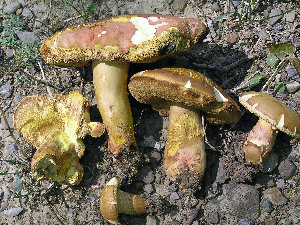  (Aureoboletus roxanae - BOS-698)  @11 [ ] nrr (2020) Unspecified U.S. Forest Service, Center for Forest Mycology Research
