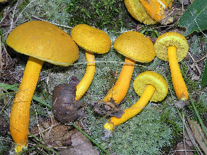  (Aureoboletus - BOS-699)  @11 [ ] nrr (2020) Unspecified U.S. Forest Service, Center for Forest Mycology Research