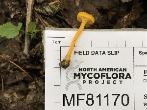  ( - Chant24)  @11 [ ] by-nc (2019) Brian Hunt iNaturalist