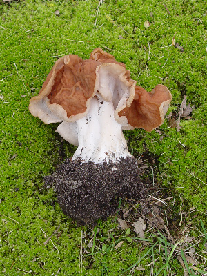  ( - ISC434911)  @11 [ ] by-nc-sa (2020) Rosanne Healy University of Florida Mycological Herbarium