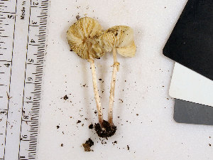  (Lepiota aff. cristata - LEP39)  @11 [ ] by-nc (2016) Stephen Russell Purdue University