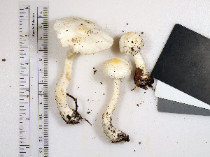  (Leucoagaricus sp. IN03 - LEP46)  @11 [ ] by-nc (2016) Stephen Russell Purdue University