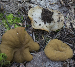  (Gyromitra olympiana - MES-3061)  @11 [ ] by-nc-sa (2020) Michael Beug University of Florida Mycological Herbarium