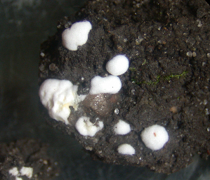  ( - RHAM523)  @11 [ ] by-nc-sa (2020) Rosanne Healy University of Florida Mycological Herbarium