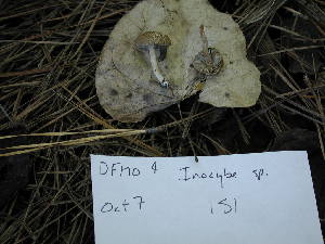  ( - dfmo0004)  @11 [ ] by-nc (2000) Unspecified Duke University