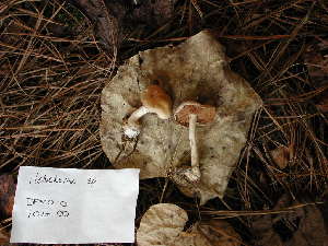  ( - dfmo0010)  @11 [ ] by-nc (2000) Unspecified Duke University