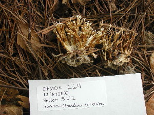  (Clavulina cristata - dfmo0044)  @11 [ ] by-nc (2000) Unspecified Duke University