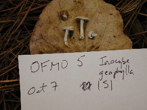  (Inocybe geophylla - dfmo0120)  @11 [ ] by-nc (2000) Unspecified Duke University