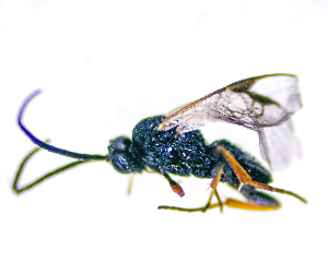  ( - NAPL-00279)  @11 [ ] All Rights Reserved (2021) Sloan Tomlinson The Caterpillar Lab