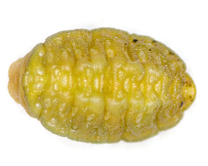  (Tortricidia cf. flexuosa - NAPL-00280)  @11 [ ] All Rights Reserved (2021) Sloan Tomlinson The Caterpillar Lab