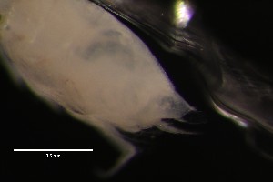  ( - DZMB-2-HH-27463)  @11 [ ] CreativeCommons - Attribution Non-Commercial Share-Alike (2025) Carolin Uhlir Deutsches Zentrum fuer Marine Biodiversitaetsforschung