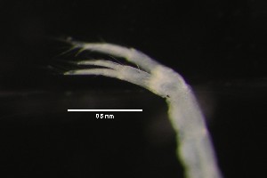  ( - DZMB-2-HH-27463)  @11 [ ] CreativeCommons - Attribution Non-Commercial Share-Alike (2025) Carolin Uhlir Deutsches Zentrum fuer Marine Biodiversitaetsforschung