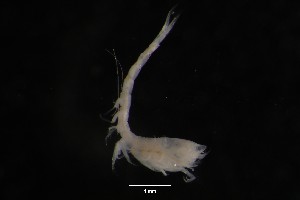  ( - DZMB-2-HH-27464)  @11 [ ] CreativeCommons - Attribution Non-Commercial Share-Alike (2025) Carolin Uhlir Deutsches Zentrum fuer Marine Biodiversitaetsforschung