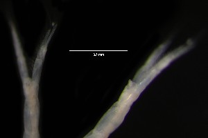  ( - DZMB-2-HH-27464)  @11 [ ] CreativeCommons - Attribution Non-Commercial Share-Alike (2025) Carolin Uhlir Deutsches Zentrum fuer Marine Biodiversitaetsforschung