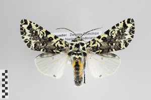  (Lichnoptera sp - Arcec 30239)  @14 [ ] Copyright (2013) Gunnar Brehm Institut fuer Spezielle Zoologie und Evolutionsbiologie, Friedrich-Schiller Universität Jena