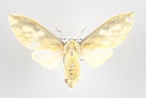  ( - ArcCR 41119)  @14 [ ] Copyright (2010) Gunnar Brehm Institut fuer Spezielle Zoologie und Evolutionsbiologie, Friedrich-Schiller Universitat Jena