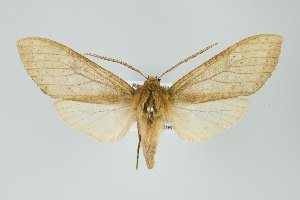  ( - ArcCR 41186)  @11 [ ] Copyright (2010) Gunnar Brehm Institut fuer Spezielle Zoologie und Evolutionsbiologie, Friedrich-Schiller Universitat Jena