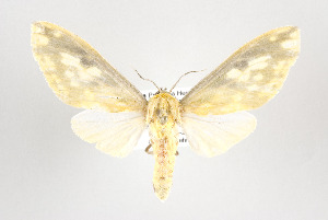  ( - ArcCR 41270)  @14 [ ] Copyright (2010) Gunnar Brehm Institut fuer Spezielle Zoologie und Evolutionsbiologie, Friedrich-Schiller Universitat Jena
