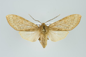  ( - ArcCR 41876)  @11 [ ] Copyright (2010) Gunnar Brehm Institut fuer Spezielle Zoologie und Evolutionsbiologie, Friedrich-Schiller Universitat Jena