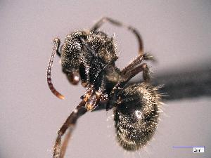  (Dolichoderus cf. bispinosus - CA980_BOLD)  @11 [ ] CYC (2024) Escuela Politécnica Nacional Escuela Politécnica Nacional