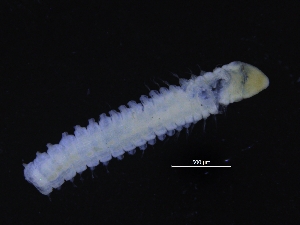  ( - ZMBN_130930)  @11 [ ] CreativeCommons - Attribution Non-Commercial Share-Alike (2019) Tom Alvestad University of Bergen, Natural History Collections