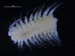  ( - ZMBN_130951)  @11 [ ] CreativeCommons - Attribution Non-Commercial Share-Alike (2019) Tom Alvestad University of Bergen, Natural History Collections