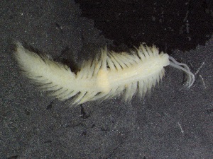  ( - ZMBN_130953)  @11 [ ] CreativeCommons - Attribution Non-Commercial Share-Alike (2019) Tom Alvestad University of Bergen, Natural History Collections