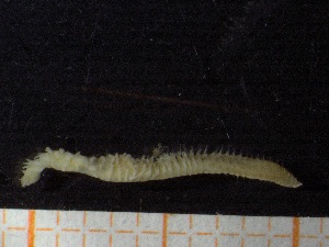  ( - ZMBN_130967)  @11 [ ] CreativeCommons - Attribution Non-Commercial Share-Alike (2019) Tom Alvestad University of Bergen, Natural History Collections
