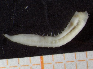  ( - ZMBN_130973)  @11 [ ] CreativeCommons - Attribution Non-Commercial Share-Alike (2019) Tom Alvestad University of Bergen, Natural History Collections