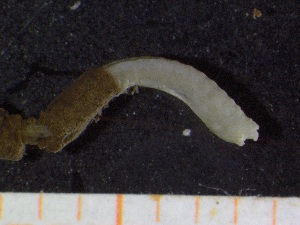  ( - ZMBN_130975)  @11 [ ] CreativeCommons - Attribution Non-Commercial Share-Alike (2019) Tom Alvestad University of Bergen, Natural History Collections