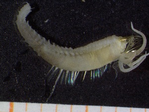  ( - ZMBN_130977)  @11 [ ] CreativeCommons - Attribution Non-Commercial Share-Alike (2019) Tom Alvestad University of Bergen, Natural History Collections