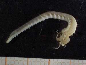  ( - ZMBN_130980)  @11 [ ] CreativeCommons - Attribution Non-Commercial Share-Alike (2019) Tom Alvestad University of Bergen, Natural History Collections