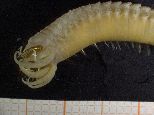  ( - ZMBN_130981)  @11 [ ] CreativeCommons - Attribution Non-Commercial Share-Alike (2019) Tom Alvestad University of Bergen, Natural History Collections