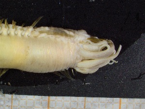  ( - ZMBN_130985)  @11 [ ] CreativeCommons - Attribution Non-Commercial Share-Alike (2019) Tom Alvestad University of Bergen, Natural History Collections